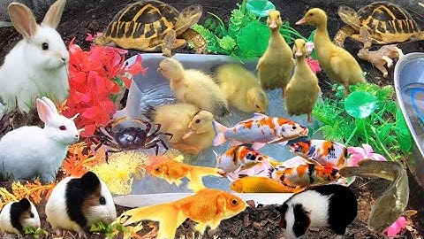 Vẻ Đẹp Hấp Dẫn Của Cá Cảnh Và Những Điều Thú Vị Về Động Vật, Thỏ Chuột Lang, Vịt Con, Cá Koi, Molly