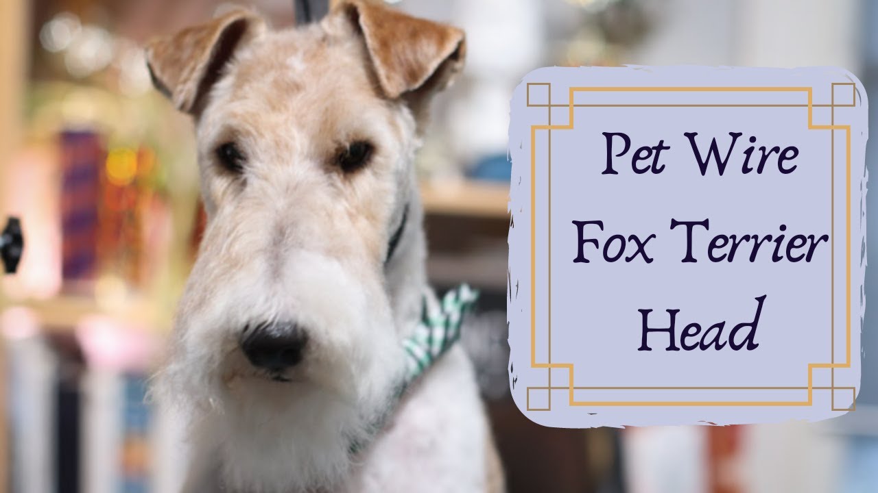 Wire Fox Terrier Pet Head | with Master Groomer - thptnganamst.edu.vn