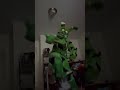 Idk #fnaf # #springtrap  # #fnafsbdlc cosplaycostumes #fnaf2 #cosplaycostumes #fivenightsatfreddys