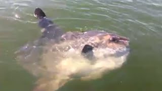 Hilarious Guy fishing from Boston FREAKS out when he sees an Ocean Sunfish (EXPLICIT LANGUAGE)(Hilarious Guy fishing from Boston FREAKS out when he sees an Ocean Sunfish (EXPLICIT LANGUAGE) Here's part 2! Hilarious also!, 2015-09-23T15:15:36.000Z)