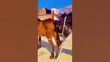 Donkeys Live Among Donkeys And Horses 
