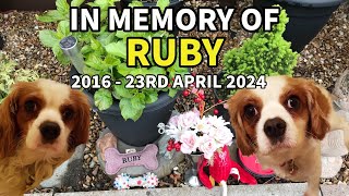 In Loving Memory of our Beloved Dog  RUBY Butters  Goodbye Old Friend