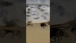 how to catch houseflys  Very simple solution. add suger honey hot water and mix it.housefly fpy