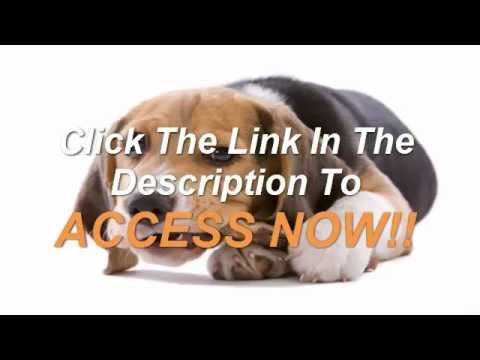 dog-training-tips-to-make-your-pet-obedient