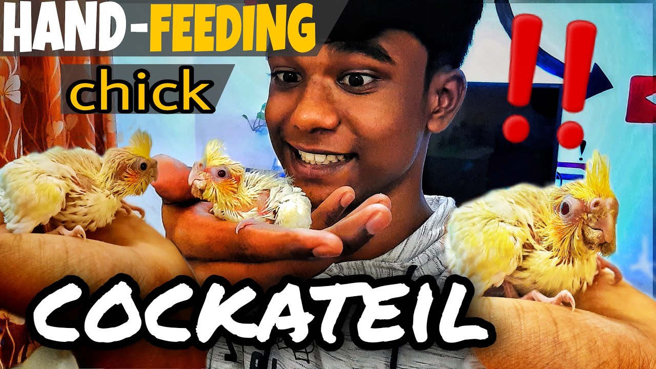 how-to-hand-feed-a-cockatiel-chick-for-beginners-tamil-youtube