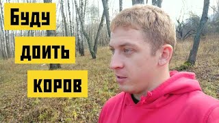 Работа мечты! Я буду доить коров😃