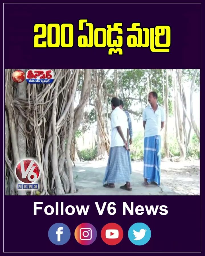 Natural Wonder  200 Year Old Banyan Tree At Juvvigudem  Nalgonda  | V6 Teenmaar