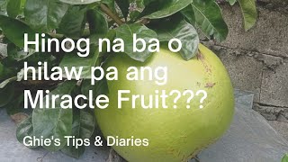 Pagkakaiba ng  lasa ng hinog at hilaw na  #MiracleFruit