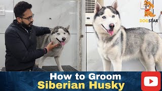 How to Groom Husky | For appointments call on :- 991166-6973 #husky #happy #huskydog #huskylovers