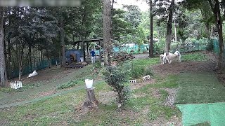 【ルンルンの裏庭】作業するお父さんの近くに居るアランとじゃれあって遊ぶベルとリリー