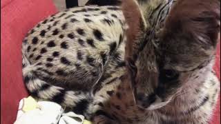 Как уложить спать кота сервала Как уложить спать кота сервала