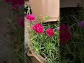 wow wow lovely moss rose