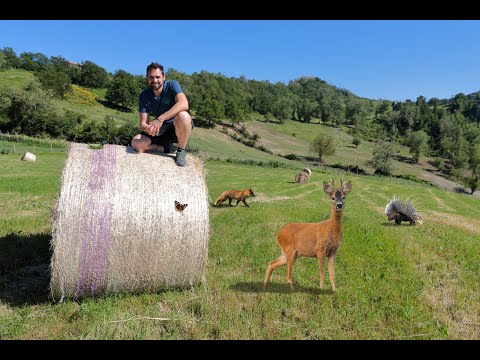 Video: Animali In Campagna