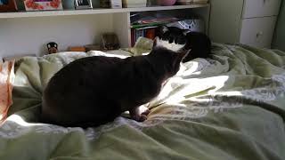 Korat cat and black and white cat quarreling in the bed by Cat lover 153 views 1 year ago 42 seconds