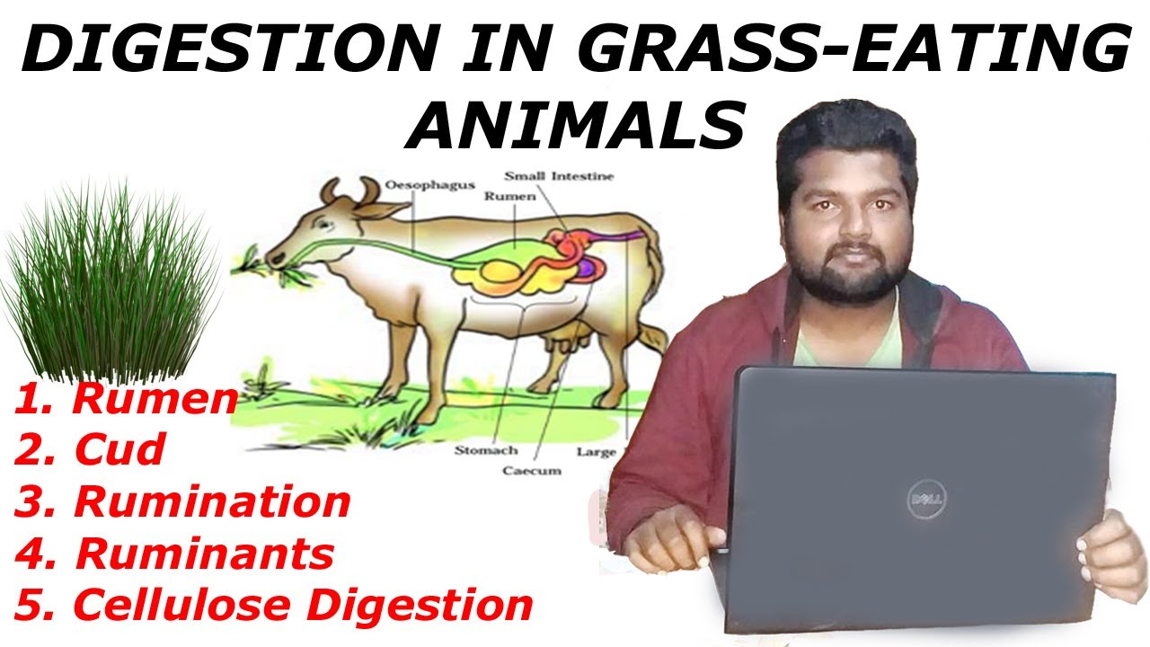 Digestion in grass-eating animal| Rumen | Cud | Rumination | Ruminants |  Digestion of Cellulose - YouTube