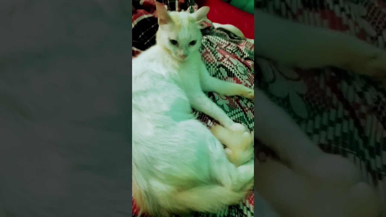 cat cleaning it's paw 