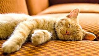 Мурчание кота (3D звук) Мурчание кота (3D звук)