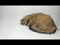 random cat stream 2026-04-23 #cat