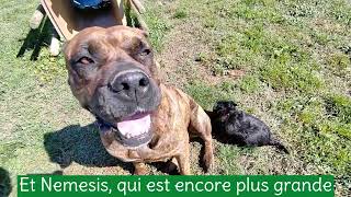 Sortie dans le grand Jardin pour nos chiots Scottih Terrier by Pôle Canin Artémis 259 views 7 months ago 2 minutes, 32 seconds