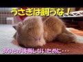 【うさぎは飼うな】後悔しないためにウサギ放し飼いの現実をご覧下さい。　(No.1066)