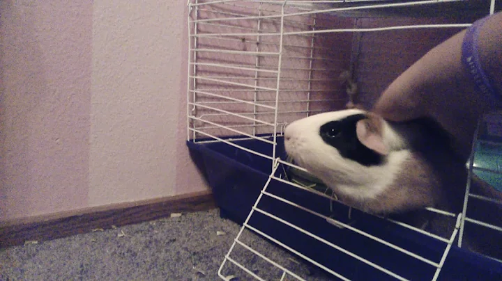 Gunie pigs