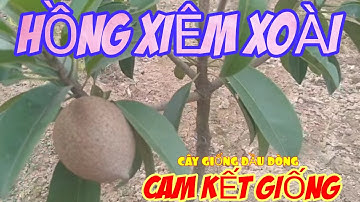 HỒNG XIÊM XOÀI (Sapoche)Cây Giống Cực Đẹp Loại Cây Trồng Hiệu Quả Kinh Tế||TRAN TRONG PHAM