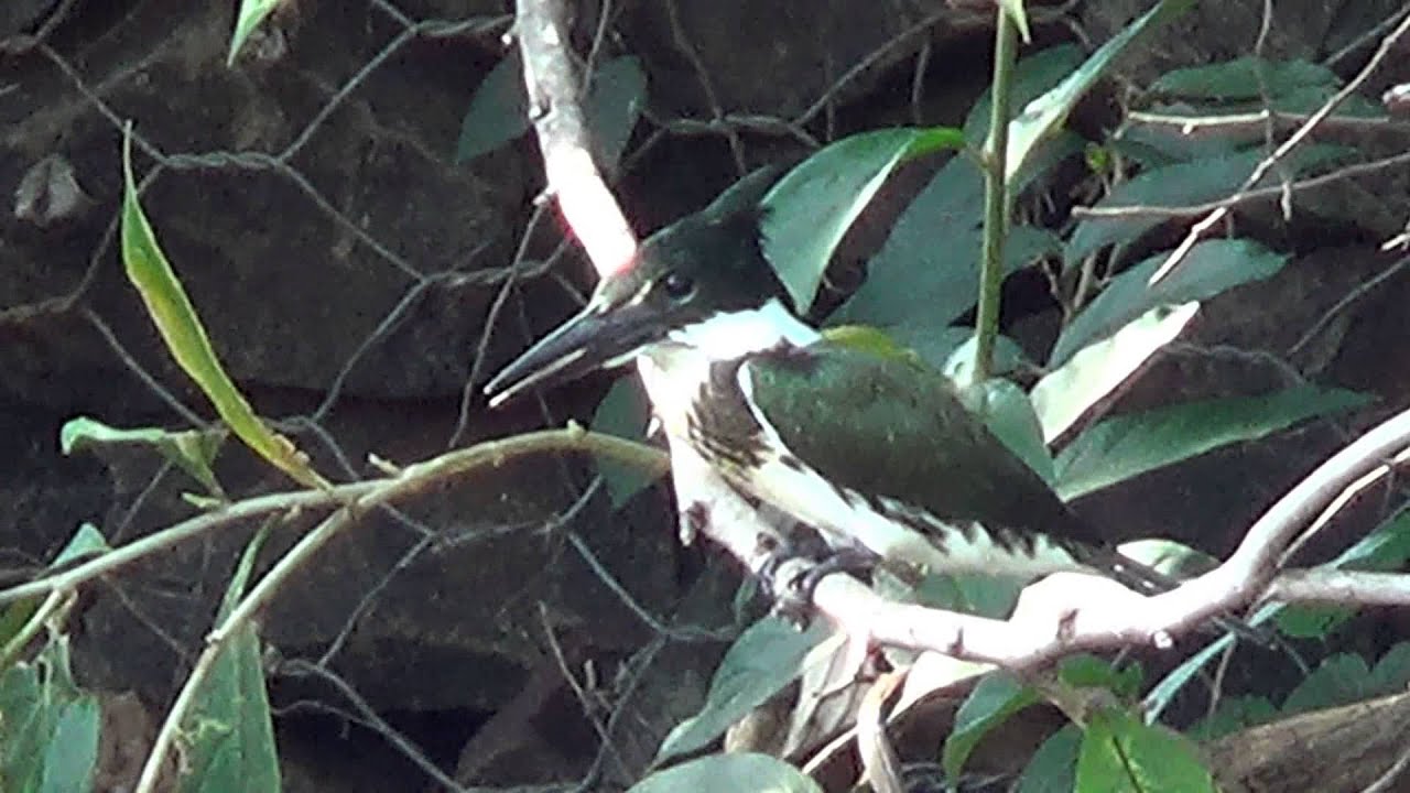 Martim-pescador-verde jovem, Chloroceryle amazona, Amazon Kingfisher