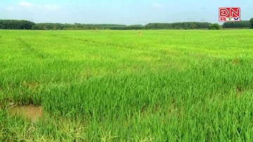 Thủ tướng chỉ thị đảm bảo an ninh lương thực, thúc đẩy sản xuất, xuất khẩu gạo bền vững