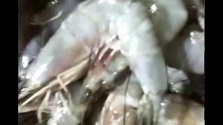 gwrseafood malaysia
