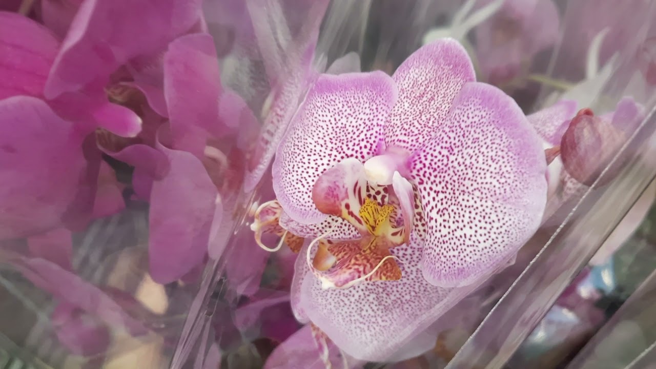 Сама красивая Орхидея в Москве на выставке 2023. Оби купить орхидею