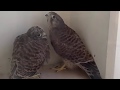 2020황조롱이 육아34Kestrel nesting - 다섯째가 날아가기 전 날 무슨 일이?!What happened the night before the 5th’s flying