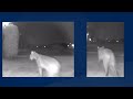 Bobcat or panther? Expert clarifies wildlife sighting near San Carlos Park home