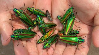激レア オウサマムカシタマムシ 激レア オウサマムカシタマムシ Discover a place where jewel