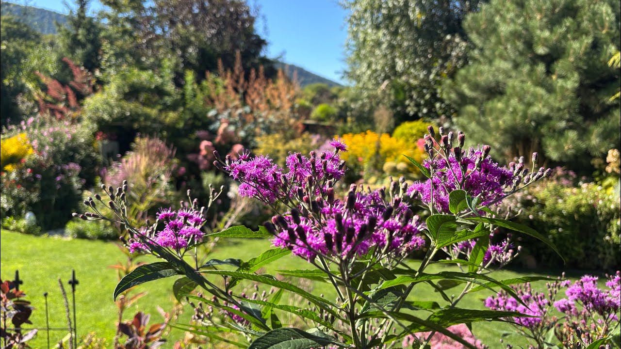 Augusztusi kerttúra ( az egész nagy kertet mutatom) 