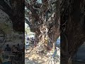 temple sous un arbre #travel #temple #tree