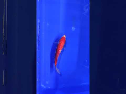 Ginrin Kohaku 19 cm kweker Beppu Japanse koi VERKOCHT