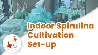 How To Grow Spirulina at Home - Indoor Spirulina Cultivation Setup