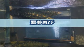 悪夢再び
