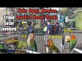 Harga Burung Lovebird Gs 2020