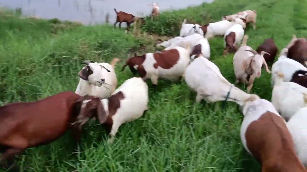 Kỹ thuật chăn nuôi dê sinh sản phần 2