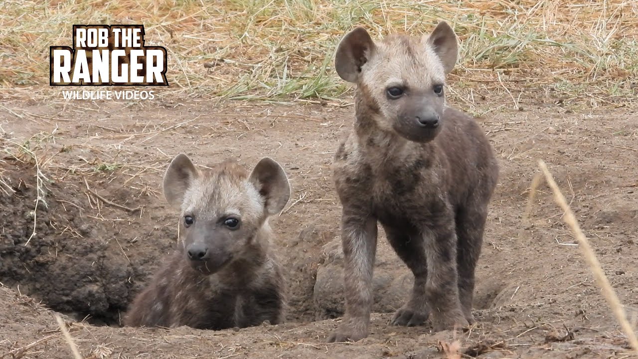 Visit A Spotted Hyena Family At Their Den!! | Lalashe Maasai Mara Safari