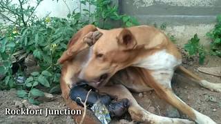Street Dog Natural Birth/Rockfort puppies