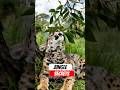 Jungle Ke Sabse Bade 4 Rahasye Janiye Ab 😱 Hidden Wild Animal Facts #animals #facts