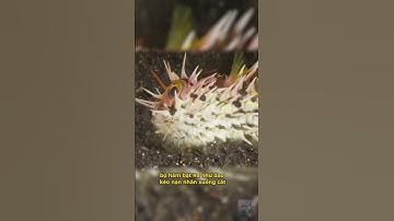 Sát Thủ Phục Kích Dưới Đáy Biển: Cú Đớp Kinh Hoàng Của Sâu Bobbit