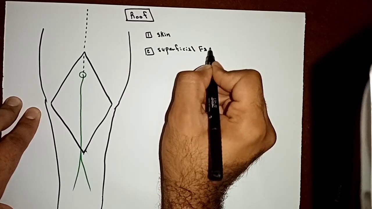 Popliteal fossa Part I of II By Ahmed Belhaj