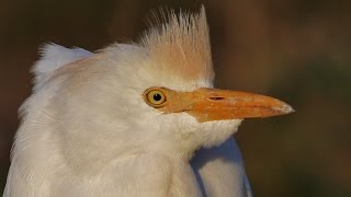 Cattle Egret (Bubulcus ibis) (Linnaeus, 1758) Γελαδάρης - Cyprus