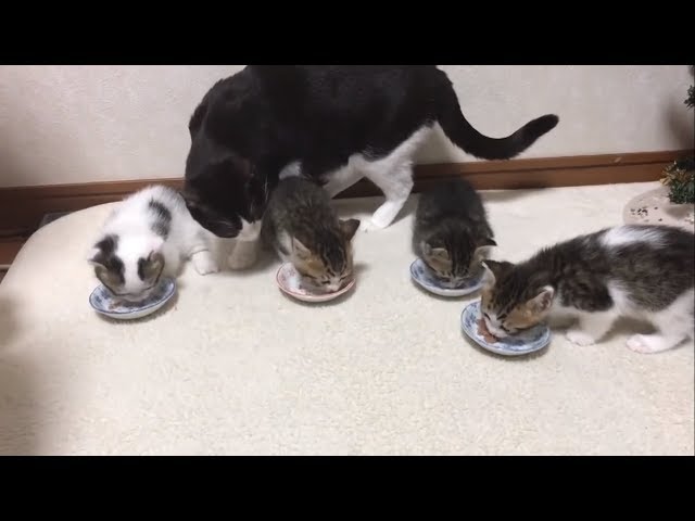 子猫が食べた後のお皿をキレイにする母猫