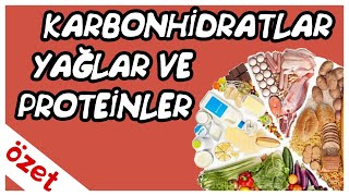 Karbonhidratlar Yağlar Proteinler Özet Tyt Biyoloji