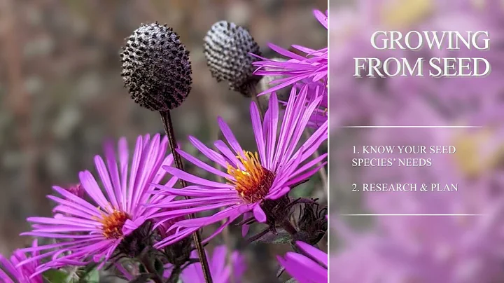 Seeding the Natural Meadow Garden