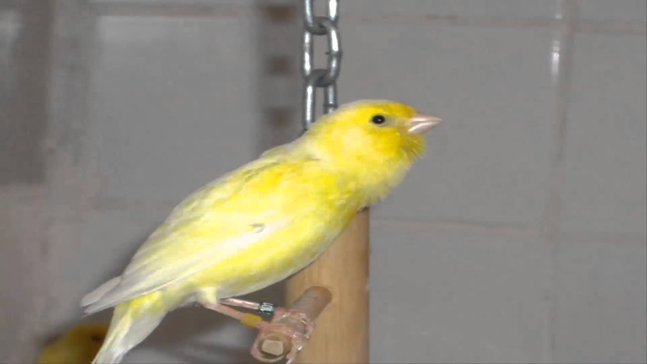 cd chant canaris malinois cd chant canaris malinois